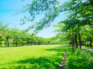 青空と緑の公園	