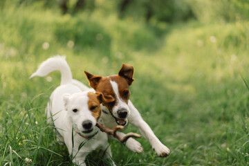 Jack Russell Terrier dogs in meadow. Jack Russell Terrier dogs in nature.