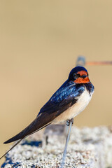 Barn swallow portrait in the sunshine