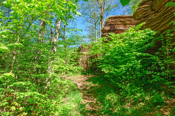 Footpath in a lush foliage forest in a canyon with a at a rock wall