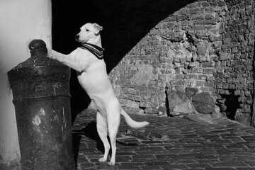 Black and white photo of a white mongrel in a neckerchief standing on its hind legs near an old arch in the castle