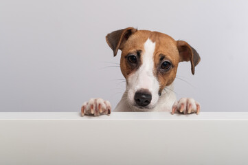 Gorgeous purebred Jack Russell Terrier dog peeking out from behind a banner on a white background. Copy space