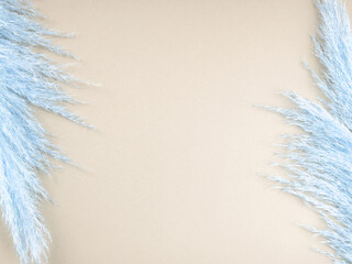 Colorful trendy background with fluffy pampas grass on beige.