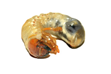 The larvae of the May beetle