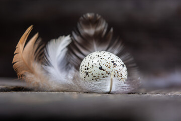 Quail egg on a dark brown wooden surface, top view, empty place for text. Conceptual still-life with quail eggs in hay nest over dark wooden background, close up, selective focus
