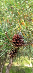pine cones