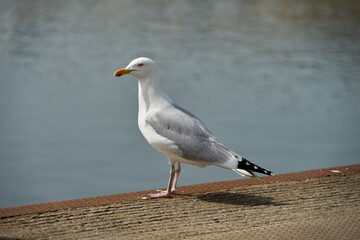 Goéland de profil . © Richard