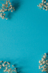 A sprig of white gypsophila lies on a blue background. Space for the text.