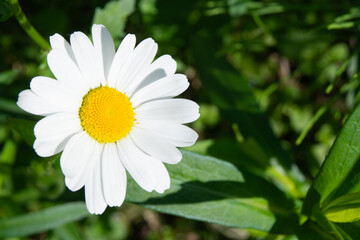 Fototapeta premium white daisy flower