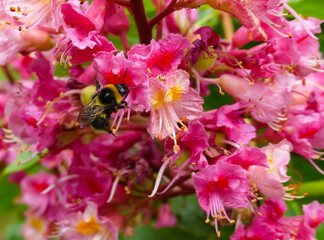Close up of the flowering blossom of the red Horse-Chestnut tree (Aesculus carnea), with a nectaring bee. Landscape image with selective focus and space for text. England. - 437915877