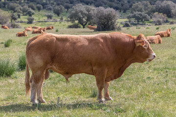 Detailed view of cow grazing in pasture, beef cattle, spanish farmland