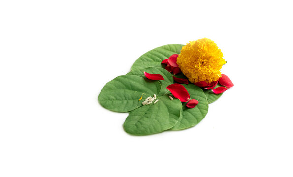 apta leaf Indian Festival Greeting Card - Happy Dussehra on white background. Greeting card