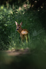 deer in the forest of Lutzerath