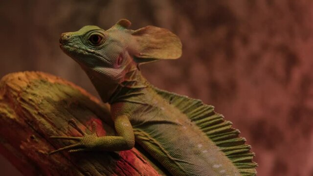 The plumed basilisk's Basiliscus plumifrons generic name Basiliscus is taken from the legendary reptilian creature of European mythology which could turn a man to stone by its gaze