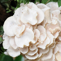 white mushroom growing in the forest.