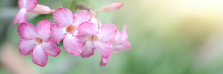 Fototapeta na wymiar Pink Trumpet tree flowers on blue sky background. Flower pink tree in park.Pink Trumpet Sakura of Thailand.