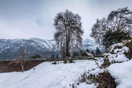 View of chashma shahi in winter season, Chashme Shahi is one of the Mughal gardens built in 1632 AD, srinagar, kashmir, India