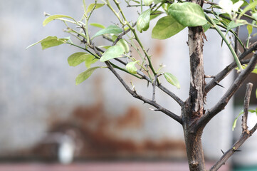 The thorns of the tree. lemon tree.