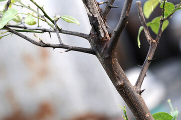 The thorns of the tree. lemon tree.