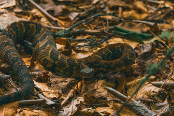 Rattle snake in the leaves 