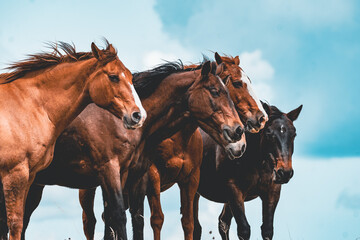 Horses in the field in Nebraska 