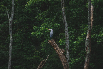 Great blue heron on riverbank in Tennessee 