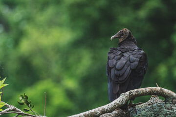 Vulture on riverbank in Tennessee 