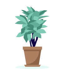 Home plant vector illustration. Houseplant: codiaeum variegatum.