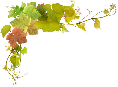 Feuilles et pampres de vigne, fond blanc 