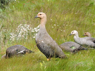 Beautiful Canquen bird Chloephaga rubidiceps from Argentine and Chilean Patagonia