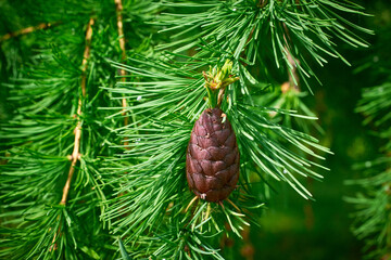 Needles and a flowering cone on a larch tree. Green background.