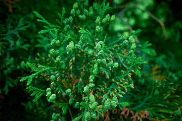 Small young cones on a thuja tree. Spring flowering. Green background with bokeh.