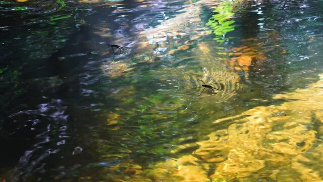 Gerridae or water striders run on top of water surface in Nui Chua National Park