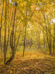 Illuminated yellow autumn fairy sunny forest