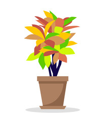 Home plant vector illustration. Houseplant: codiaeum variegatum. © Tais