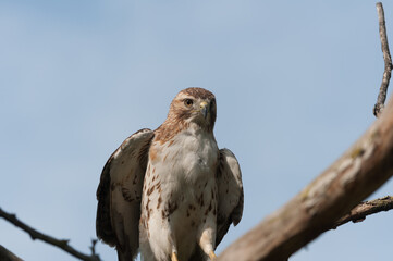 juvenile red-tailed hawk perched and sunbathing on a branch - buteo jamaicensis