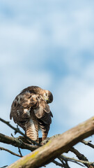 juvenile red-tailed hawk perched and sunbathing on a branch - buteo jamaicensis