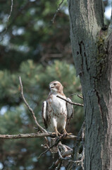 juvenile red-tailed hawk perched and sunbathing on a branch - buteo jamaicensis