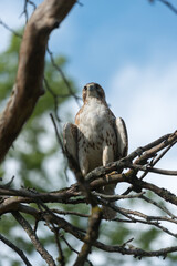 juvenile red-tailed hawk perched and sunbathing on a branch - buteo jamaicensis