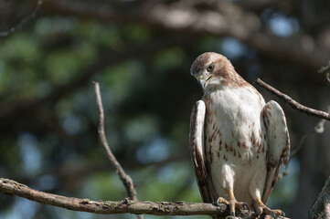 juvenile red-tailed hawk perched and sunbathing on a branch - buteo jamaicensis
