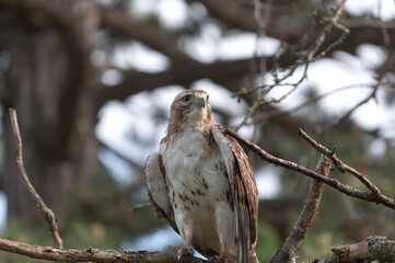 juvenile red-tailed hawk perched and sunbathing on a branch - buteo jamaicensis