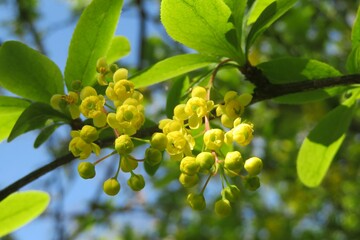 Barberry bush flowering in the garden in spring on blue sky background