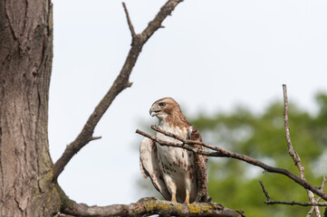 juvenile red-tailed hawk perched and sunbathing on a branch - buteo jamaicensis