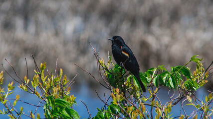 bird on the grass