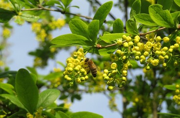 Barberry flowering in the garden in spring, bee on barberry flowers