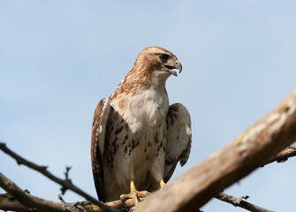 juvenile red-tailed hawk perched and sunbathing on a branch - buteo jamaicensis