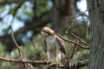 juvenile red-tailed hawk perched and sunbathing on a branch - buteo jamaicensis