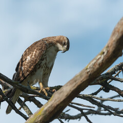 juvenile red-tailed hawk perched and sunbathing on a branch - buteo jamaicensis