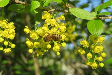 Bee on barberry flowers in the garden in spring, closeup