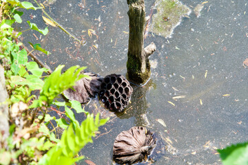 The plant like honeycomb at the pond.